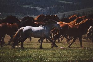 picture of a herd of wild horses galloping